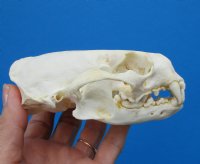 North American Otter Skull for Sale 4-5/8 inches <font color=red> Grade A Quality</font>, Beetle Cleaned for $59.99