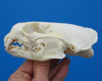 North American Otter Skull for Sale 4-5/8 inches <font color=red> Grade A Quality</font>, Beetle Cleaned for $59.99