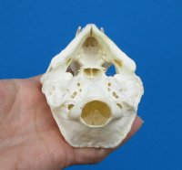 North American Otter Skull for Sale 4-5/8 inches <font color=red> Grade A Quality</font>, Beetle Cleaned for $59.99