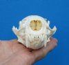 4-3/4 by 2-7/8 inches Otter Skull for Sale, <font color=red> Grade A</font> Beetle Cleaned, - Buy this one for <font color=red>$54.99</font> (Plus $7.00 First Class Mail)
