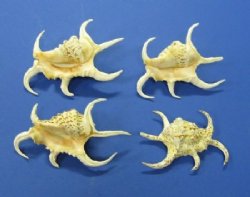 Rugosa Spider Conch Shells in Bulk 3 to 5 inches - Case of 96 @ .90 each