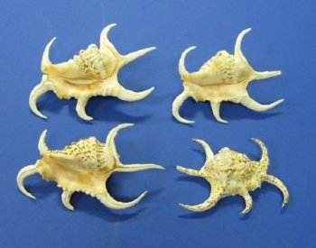 Rugosa Spider Conch Shells, Arthritic Spider Conchs 3 to 5 inches -12 @ $1.10 each; 36 pcs @ $.96 each