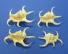 Rugosa Spider Conch Shells for Sale, Arthritic Spider Conchs 3 to 5 inches - Packed 12 @ $1.20 each; 36 pcs @ $1.10 each