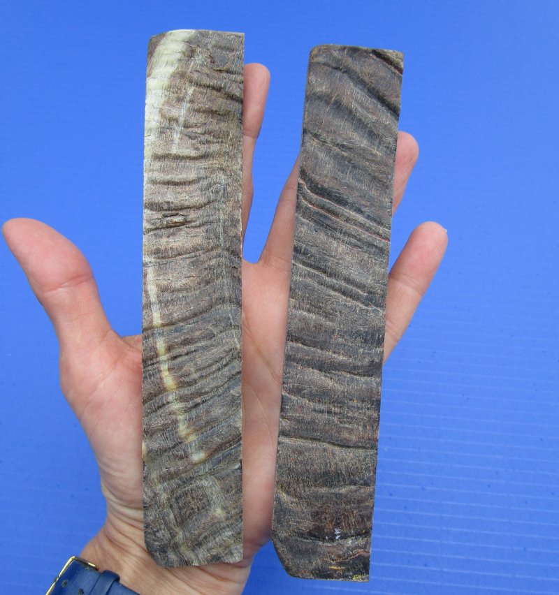 7 by 11/2 by 1/4 Sheep Horn Knife Scales for Sale