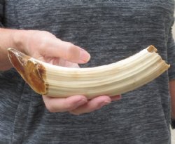 9 inches Semi-Curved Hippo Tusk, Hippo Ivory, 15 ounces, 5-3/4 inches Solid (CITES 300162) for $119.99
