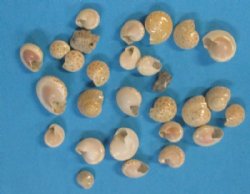Tiny Silver Umbonium Shells for Sale in Bulk,  1/8 inch to 1/2 inch -  4.4 pounds @ $7.99 a bag; 3 @ $7.00 a bag