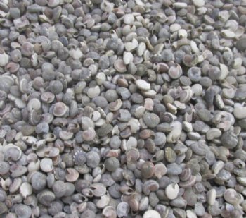 44 pounds Tiny Black Umbonium Shells for Sale - Bulk Case: 20 kilos @ $2.25 a kilo