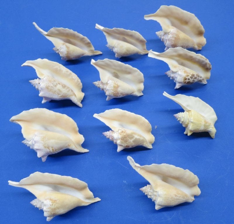 Rooster Tail Conch Shells for Sale 31/2 to 5 inches 1.90 each