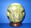 5-3/4 inches tall Decoupage Ostrich Egg with Africa's Big 5 Animals on a wooden bangle stand - Buy this one for $49.99