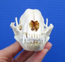 4-3/8 x 2-3/4 inches Genuine Raccoon Skull for $34.99