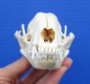 4-3/8 x 2-3/4 inches Genuine Raccoon Skull for Sale - Buy this one for <font color=red> $34.99</font> (Plus $8.50 First Class Mail)