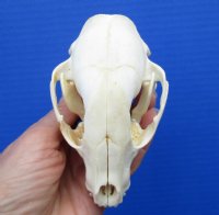 4-3/8 x 2-3/4 inches Genuine Raccoon Skull for $34.99