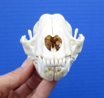 4-1/2 x 2-1/2 inches North American Raccoon Skull for Sale for  $34.99