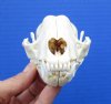 4-1/2 x 2-1/2 inches North American Raccoon Skull for Sale - Buy this one for <font color=red>$34.99</font> Plus $6.50 1st Class Mail