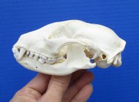 4-1/2 x 2-1/2 inches North American Raccoon Skull for Sale for  $34.99