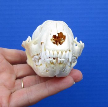 4-1/4 x 2-1/4 inches North American Raccoon Skull for $34.99