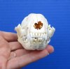 4-1/4 x 2-1/4 inches North American Raccoon Skull for Sale - Buy this one for <font color=red> $34.99</font> Plus $8.50 1st Class Postage