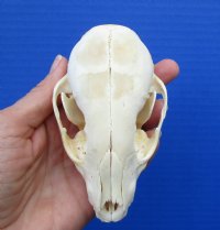 4-1/4 x 2-1/4 inches North American Raccoon Skull for $34.99