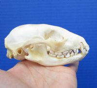 4-1/4 x 2-1/4 inches North American Raccoon Skull for $34.99