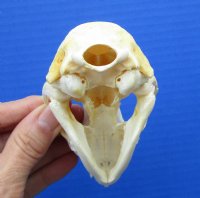 4-1/4 x 2-1/4 inches North American Raccoon Skull for $34.99