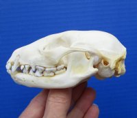 4-1/4 x 2-1/4 inches North American Raccoon Skull for $34.99