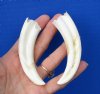 4 and 4-1/8 inches African Warthog Tusks for Sale - Buy these 2 for <font color=red> $14.99</font> Plus $6.50 First Class Mail