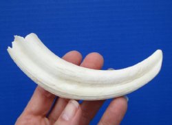 6-1/4 inches Warthog Tusk with 3-1/4 inches Solid - Buy this one for <font color=red>$14.99</font> Plus $7.50 First Class mail