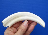 6-1/4 inches Warthog Tusk with 3-1/4 inches Solid - Buy this one for $14.99