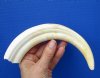 9-3/4 inches African Warthog Tusk for Sale with 6-1/4 inches Solid - Buy this one for $44.99