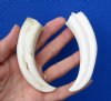 Two 4-1/2 inches African Warthog Ivory Tusks for Jewelry Making - <font color=red> $14.99</font> Plus $6.50 First Class Mail