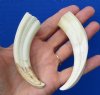 4-1/2 and 4-3/8 inches African Warthog Tusks for Sale for <font color=red> $14.99</font> Plus $6.50 First Class Mail Shipping