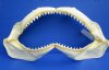 19-1/2 inches Large Dusky Shark Jaw for Sale <font color=red> With Very Sharp Teeth</font> - Buy this one for $99.99