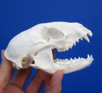 4-1/4 by 2-1/2 inches Authentic American Raccoon Skull for Sale for $34.99