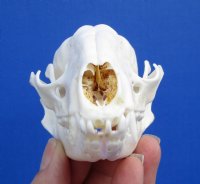 4-1/4 by 2-1/2 inches Authentic American Raccoon Skull for Sale for $34.99