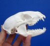 4-1/4 by 2-1/2 inches Authentic American Raccoon Skull for Sale - Buy this one for <font color=red>$34.99</font> Plus $8.50 1st Class Mail