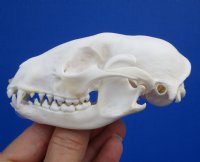 4-1/4 by 2-1/2 inches Authentic American Raccoon Skull for Sale for $34.99