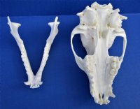 4-1/4 by 2-1/2 inches Authentic American Raccoon Skull for Sale for $34.99