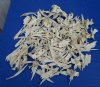 3 pounds of Assorted Alligator Skull Bones for Crafts <font color=red> Bone Pieces Are Very Sharp</font> - Buy the ones pictured for $5.00 a pound
