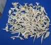 3 pounds of Genuine Assorted Alligator Skull Bones for Sale <font color=red> Bone Pieces Are Very Sharp</font> - Buy the bones pictured for $5.00 a pound