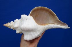 12 by 6-1/4 inches Horse Conch Shell for $39.99