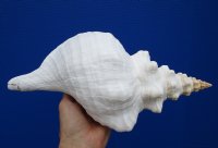 12 by 6-1/4 inches Horse Conch Shell for $39.99