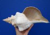 13-1/4 inches Extra Large Horse Conch Shell for Sale - Buy this one for $49.99