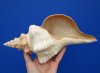 11 inches long Gorgeous Horse Conch Shell for Decorating - Buy this one for $29.99