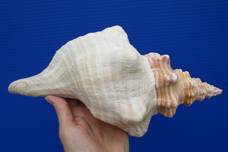 11 inches long Horse Conch Shell for Decorating