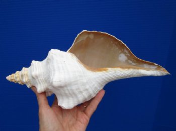 12-1/2 by 5-3/4 inches Large Horse Conch Shell for Seashell Decor - Buy this one for $39.99