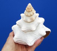 12-1/2 by 5-3/4 inches Large Horse Conch Shell for Seashell Decor - Buy this one for $39.99