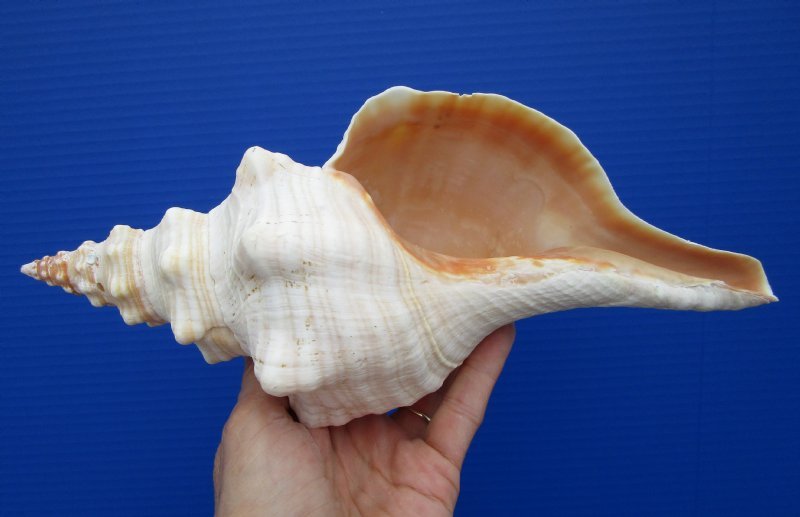 11 by 4-3/4 inches Authentic Horse Conch Shell for Sale