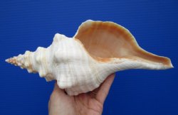 11 by 4-3/4 inches Authentic Horse Conch Shell for Sale - Buy this one for $29.99