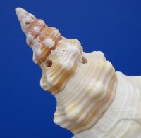 11 by 4-3/4 inches Authentic Horse Conch Shell for Sale - Buy this one for $29.99