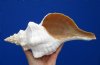 11-1/4 inches long Beautiful Real Horse Conch Shell for Seashell Decor - Buy this one for $29.99